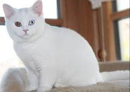 Белые британцы: фото британских белых котов, кошек, котят  